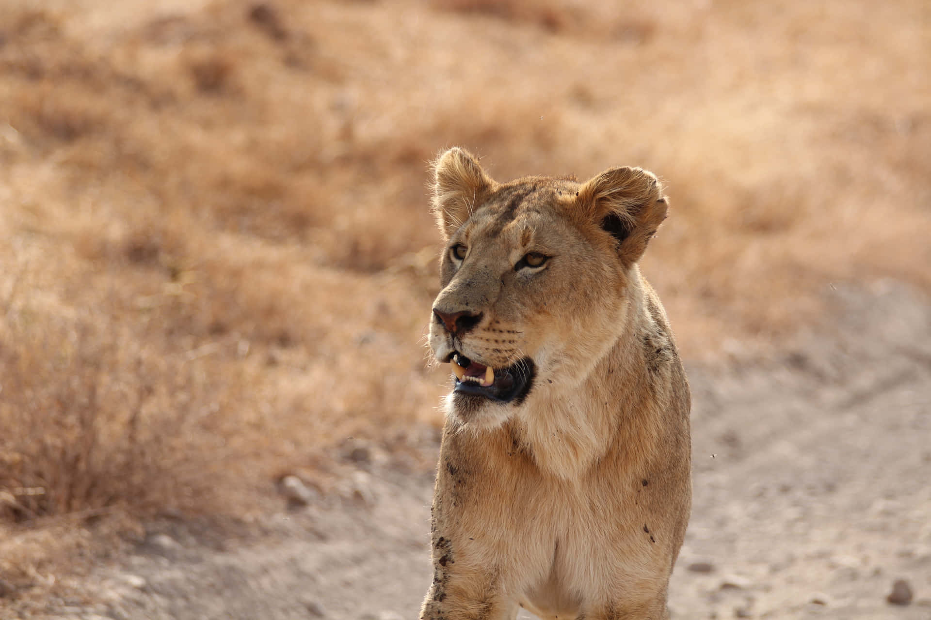 Lioness Hunting For Food Background