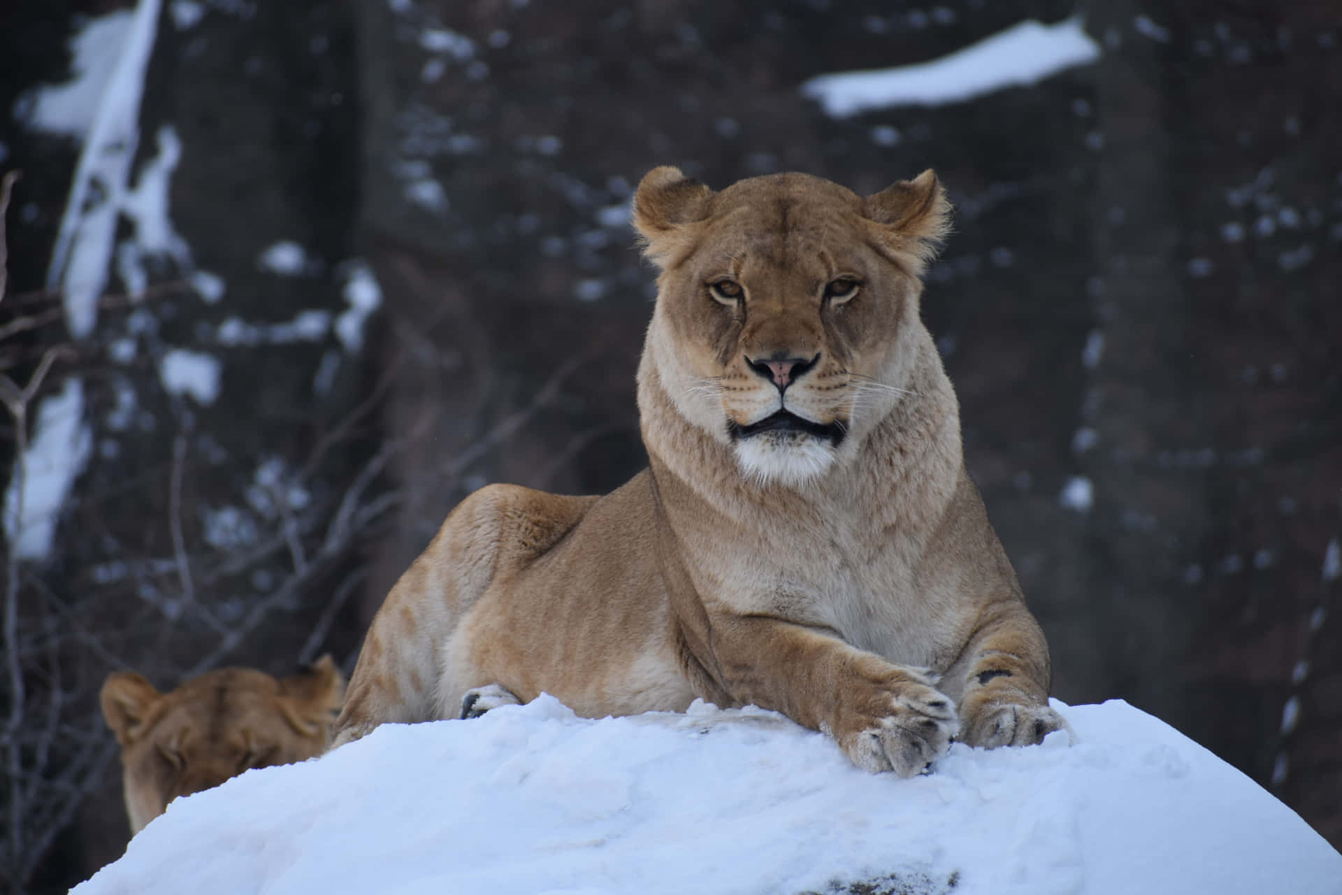 Lioness In A Snowy Land Background