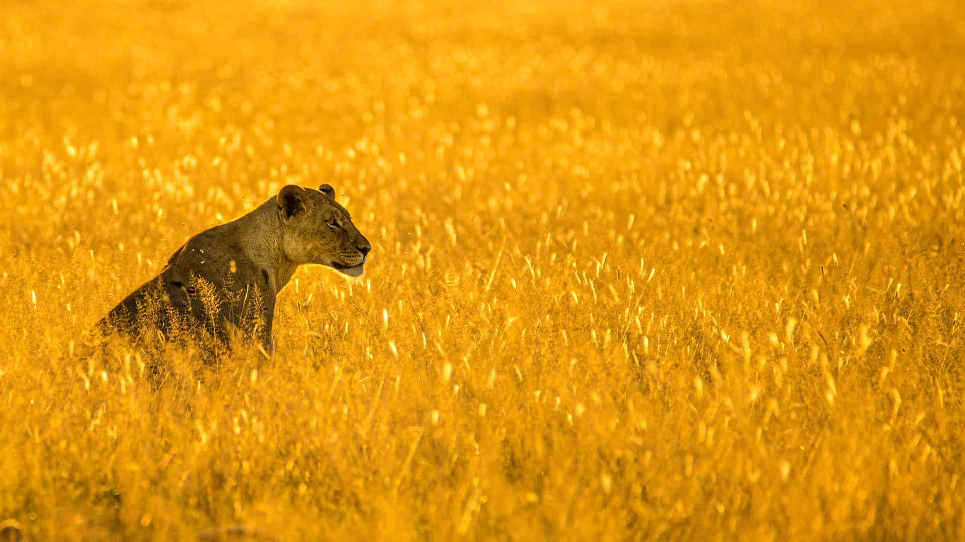 Lioness In A Yellow Grassland Background