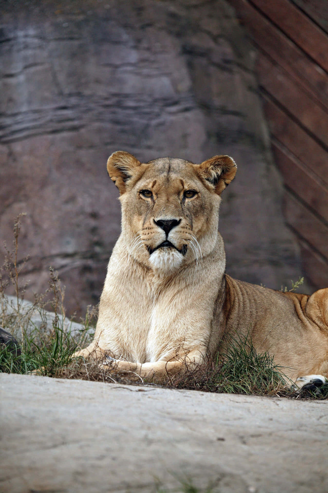 Lioness In A Zoo Background