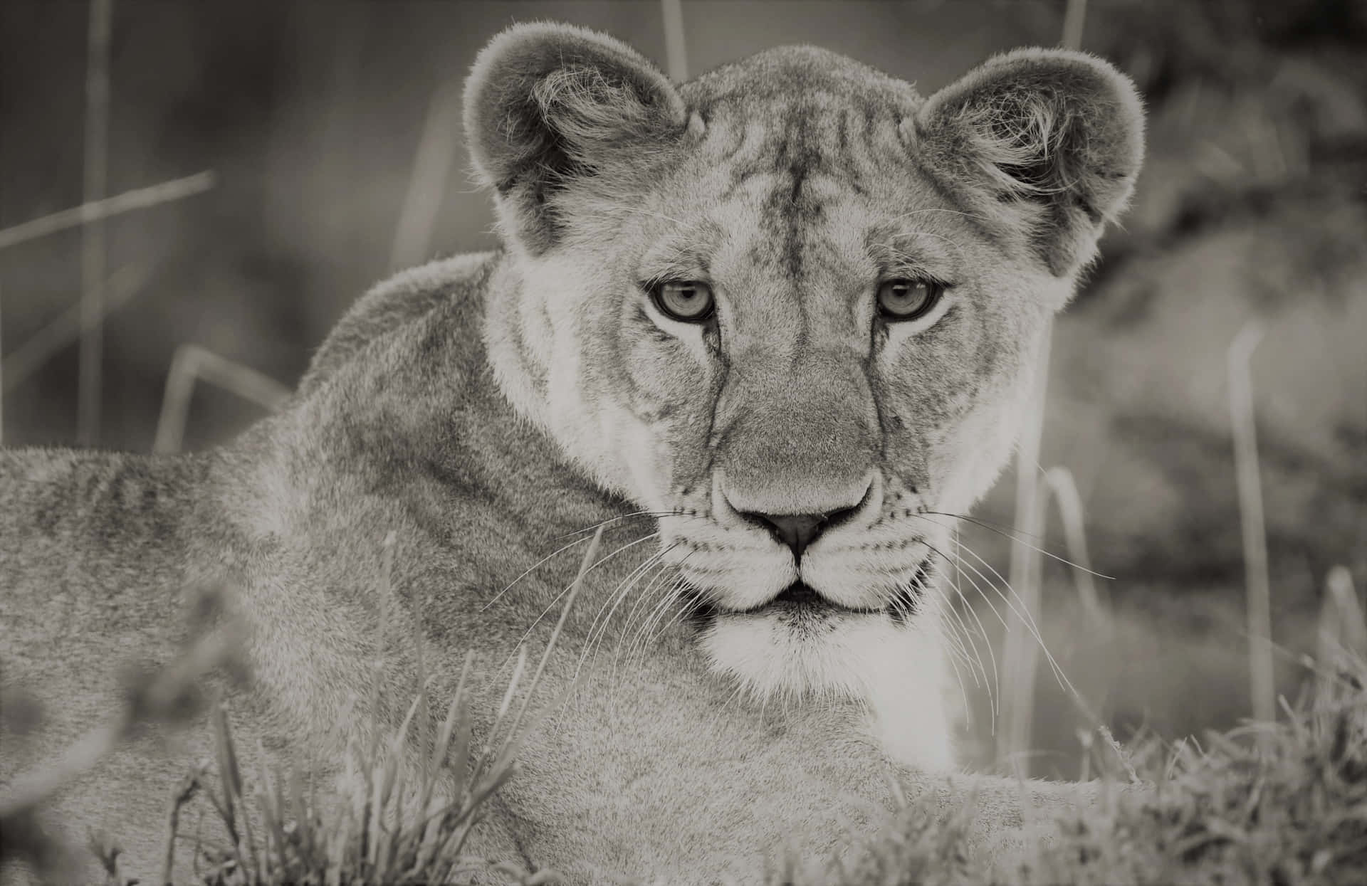 Lioness In Black And White Background