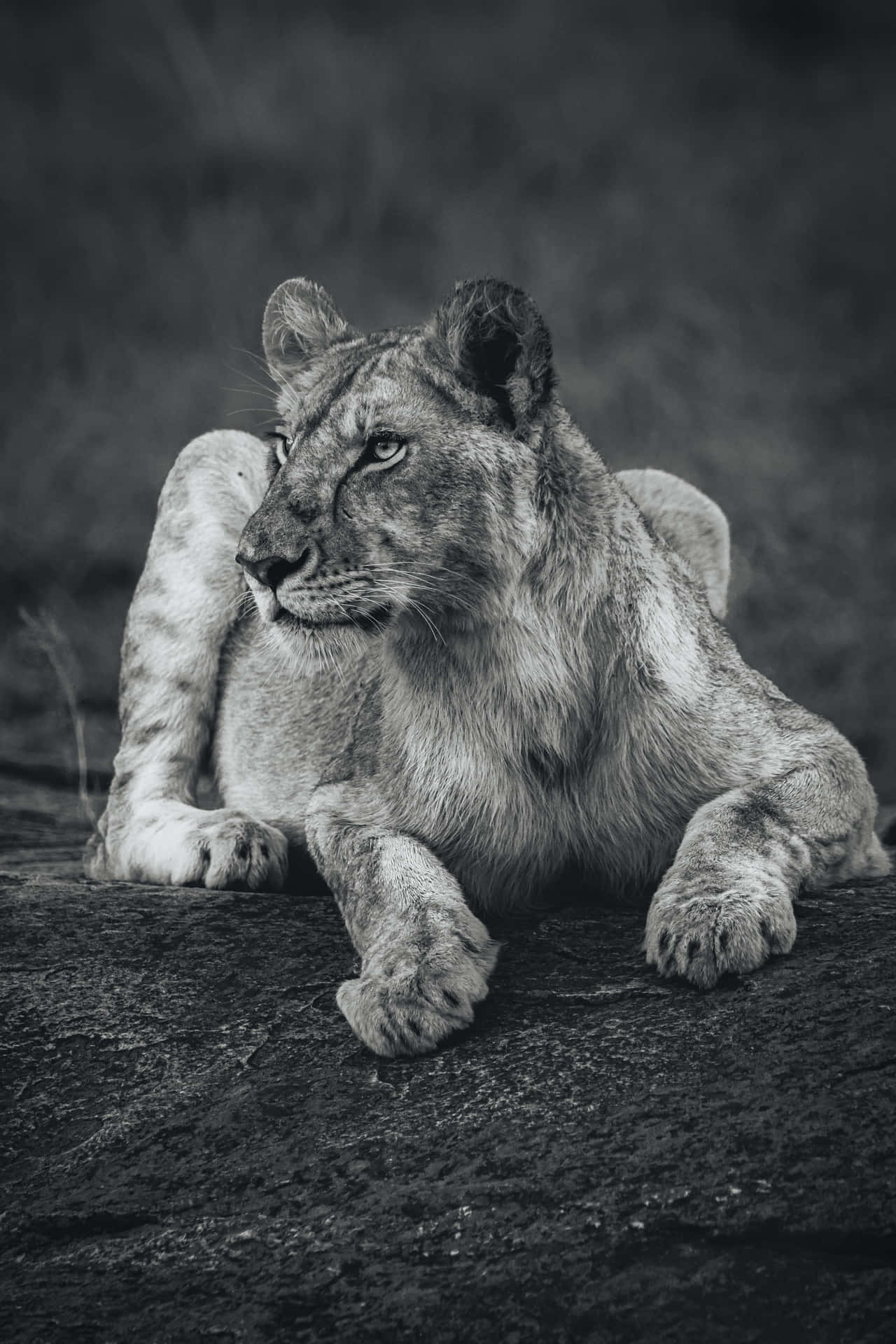 Lioness In Grayscale Background