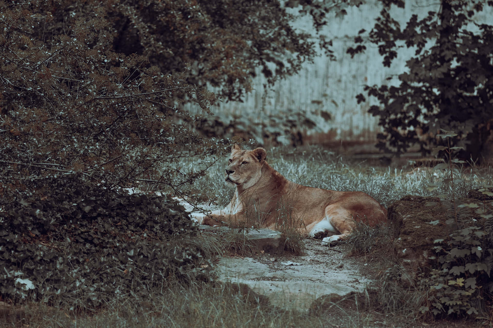 Lioness In Her Habitat Background