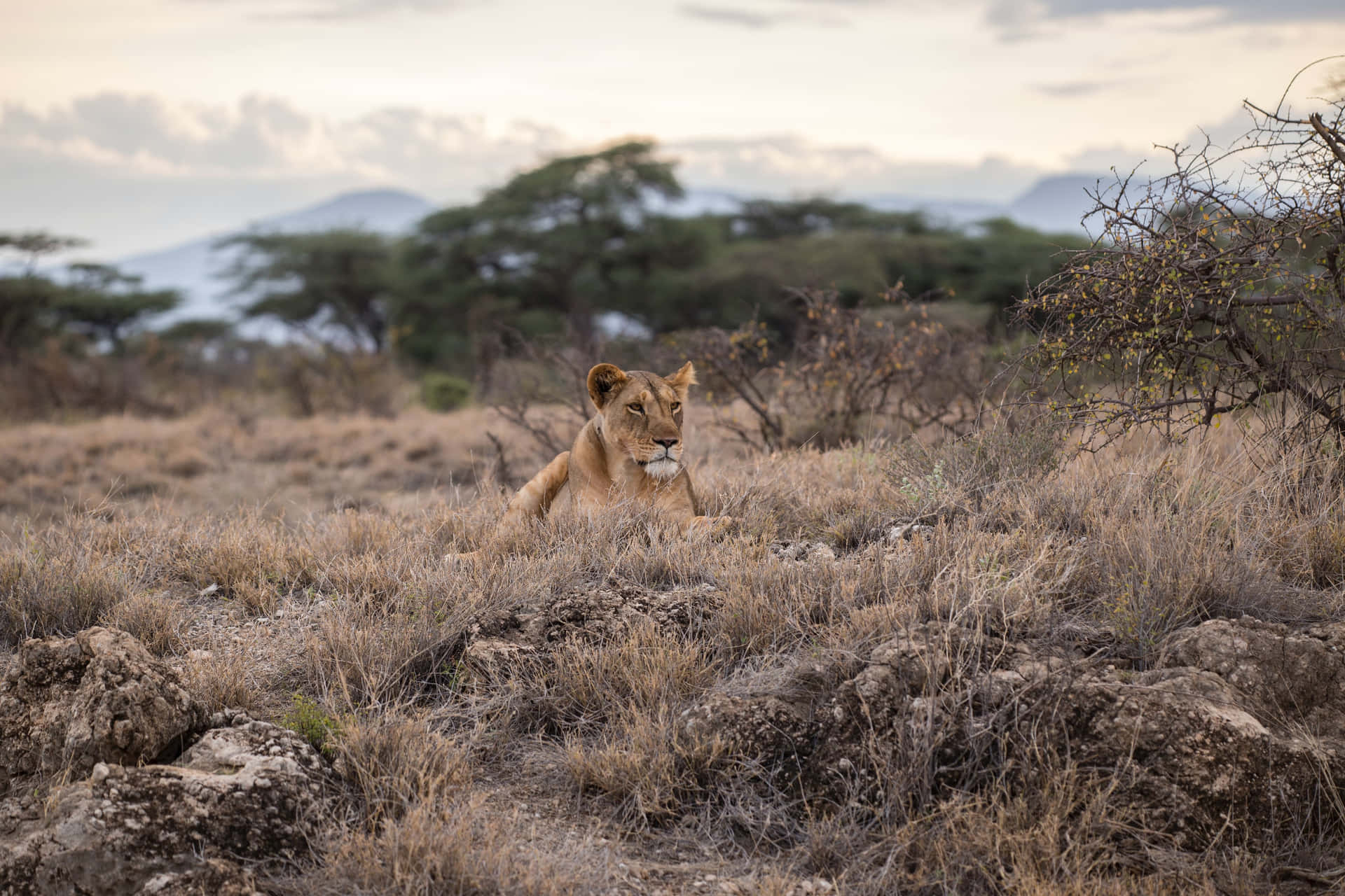 Lioness In The Savanna Background