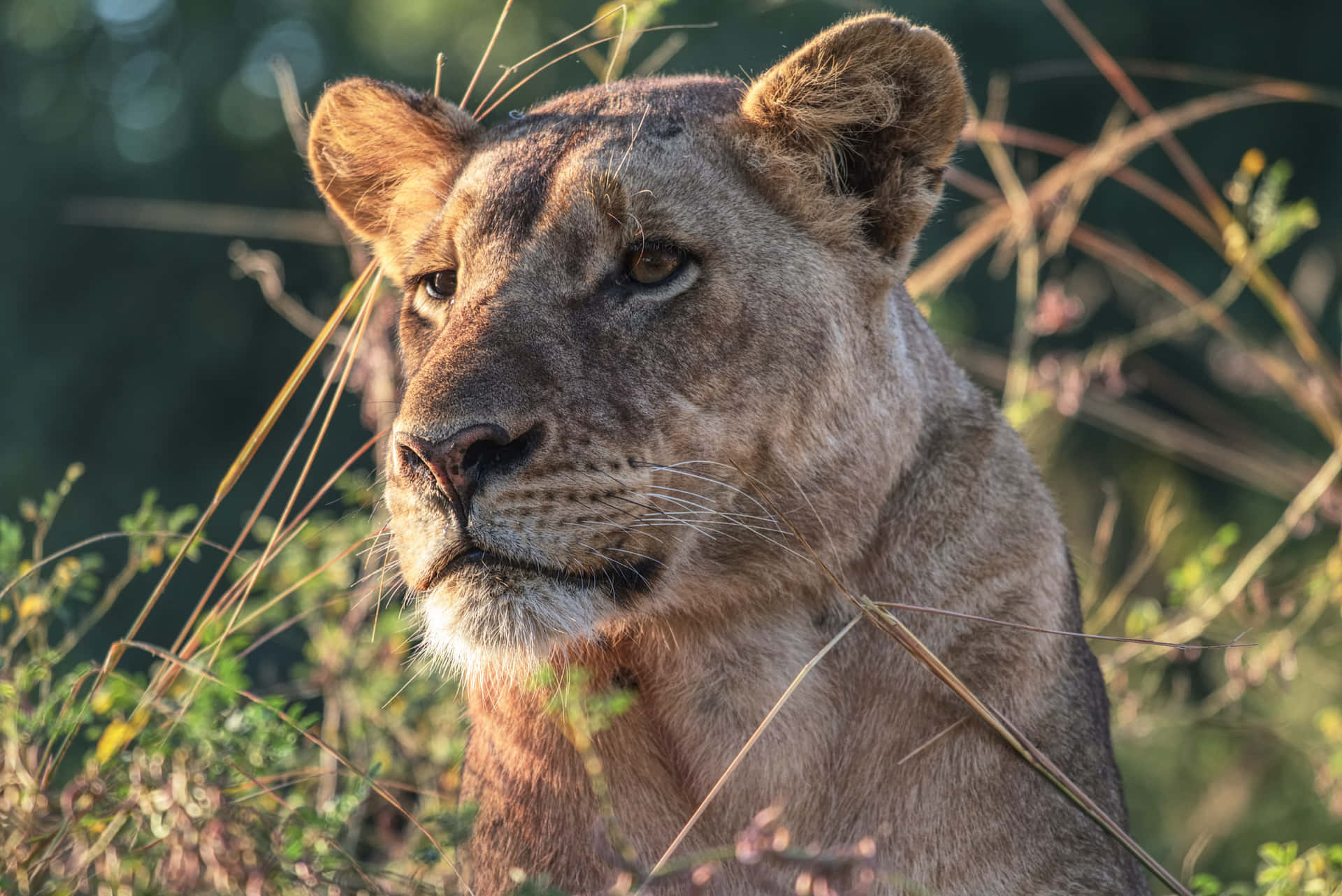 Lioness Looking Ahead Background