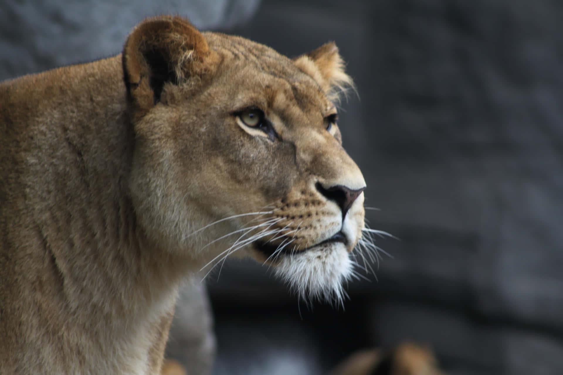 Lioness Looking Far Away Background