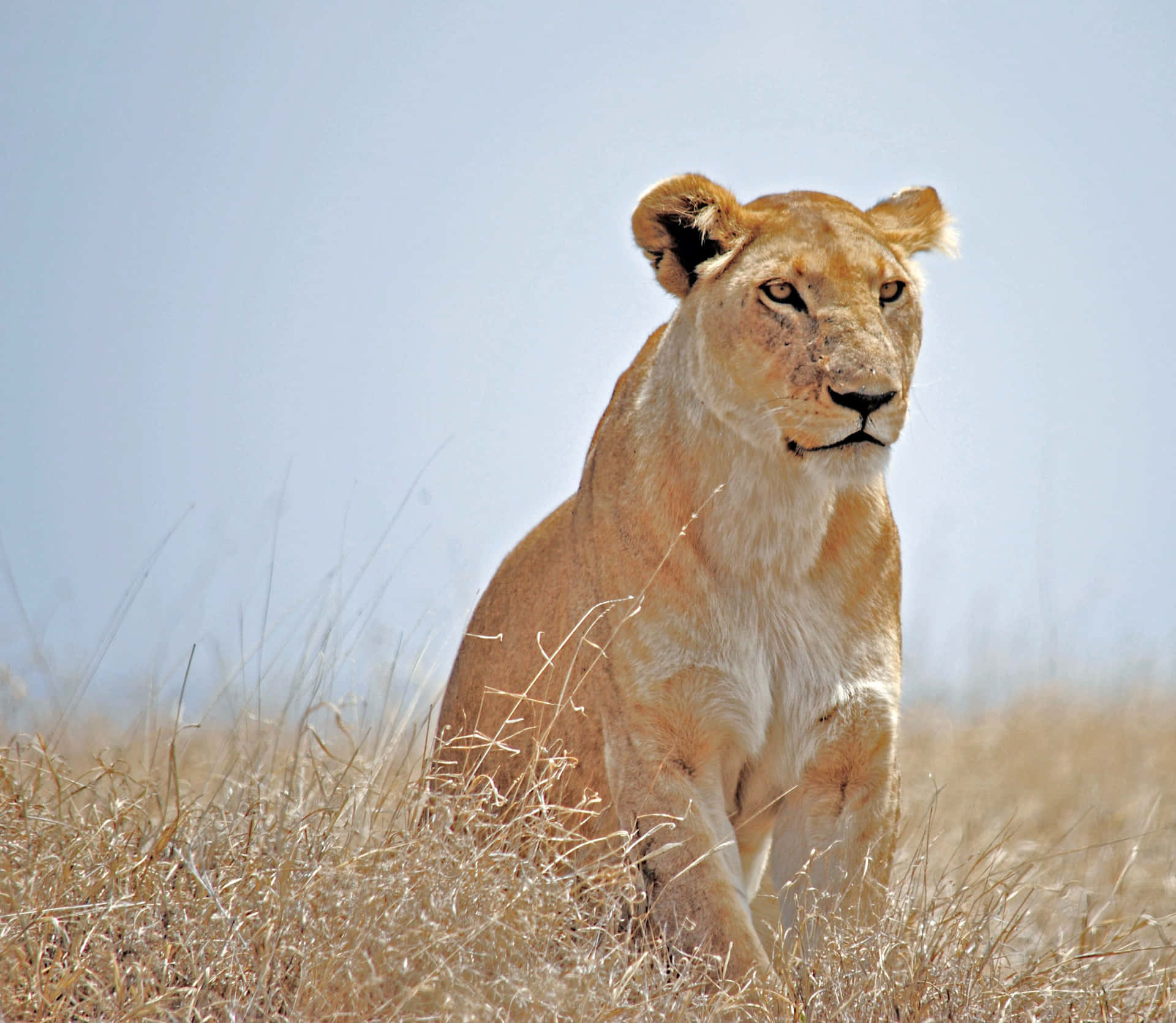 Lioness Looking For A Prey