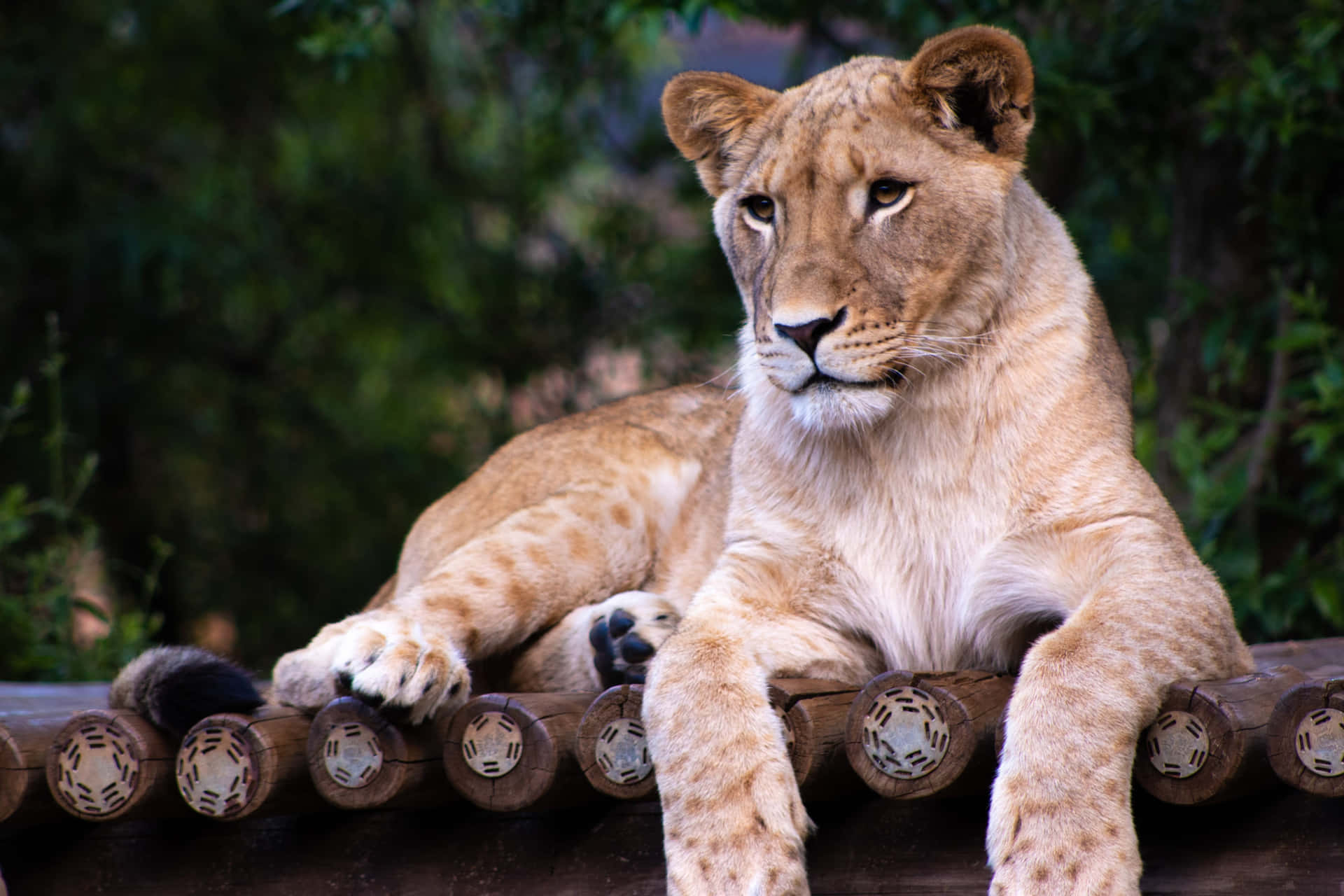 Lioness Lying On A Bridge