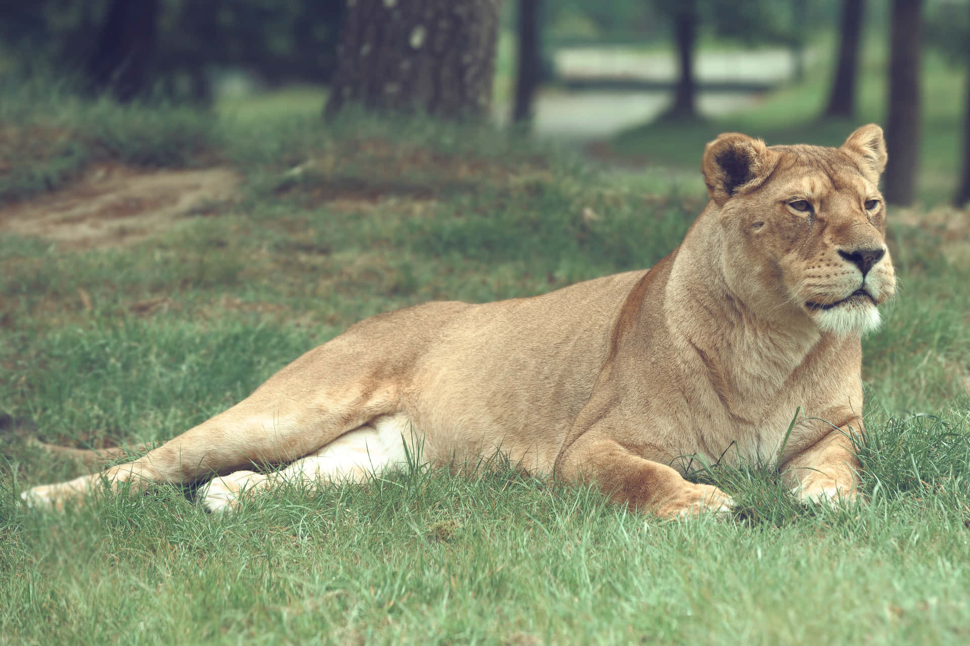 Lioness Observing While Lying Background