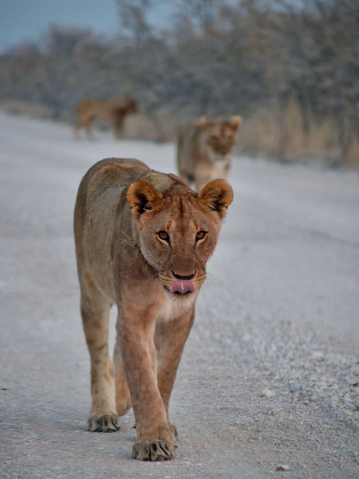 Lioness On A Concrete Road Background