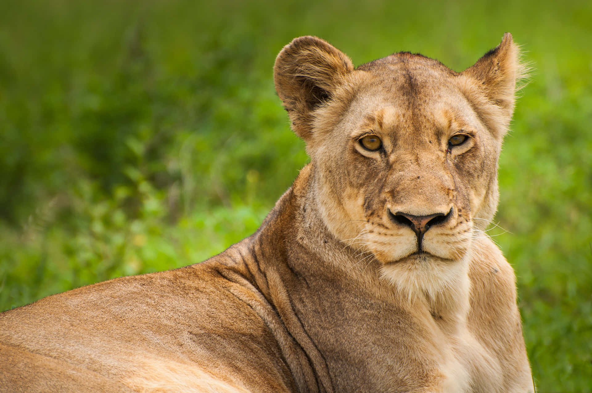 Lioness On A Green Field