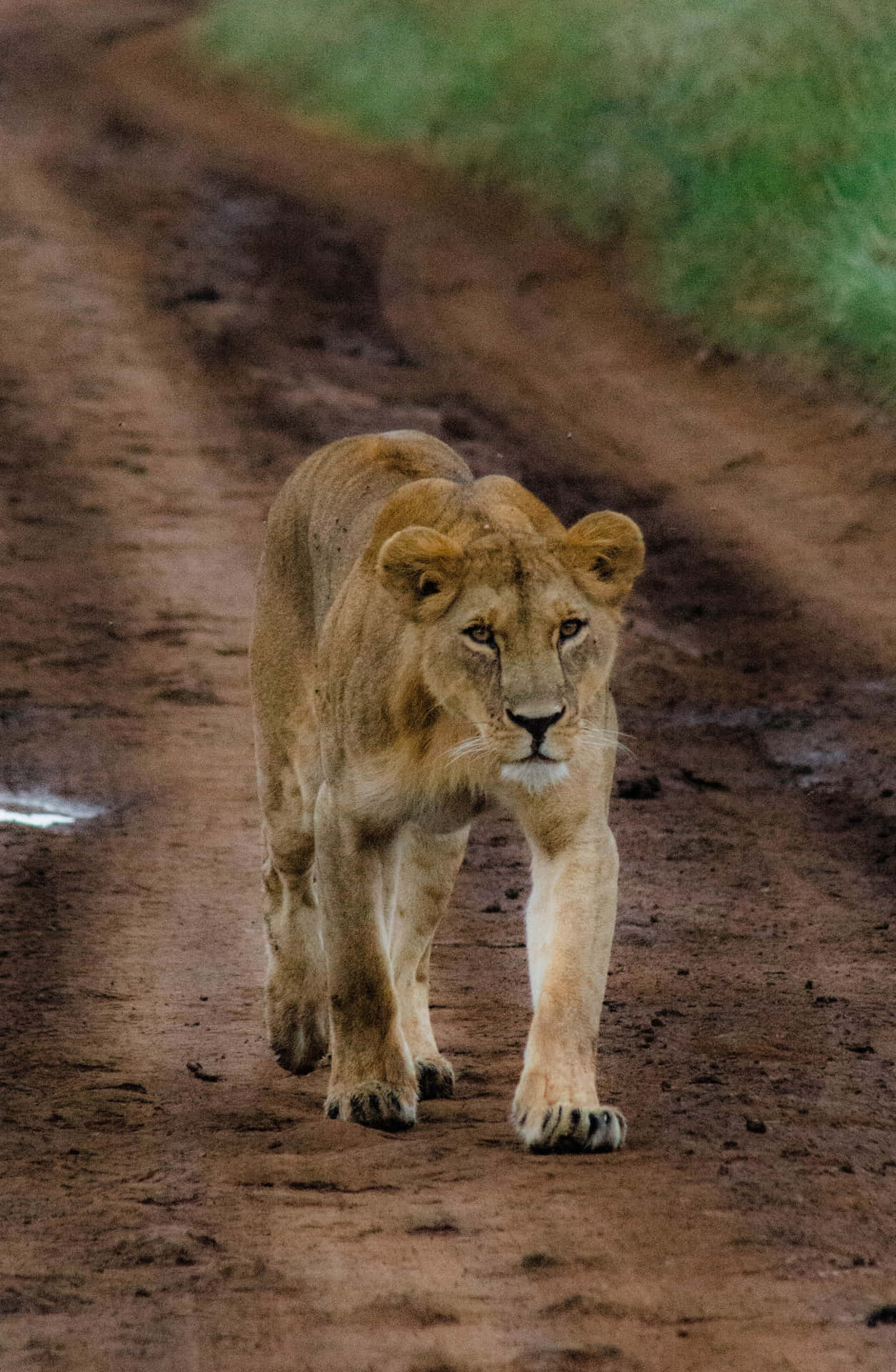 Lioness On A Muddy Road