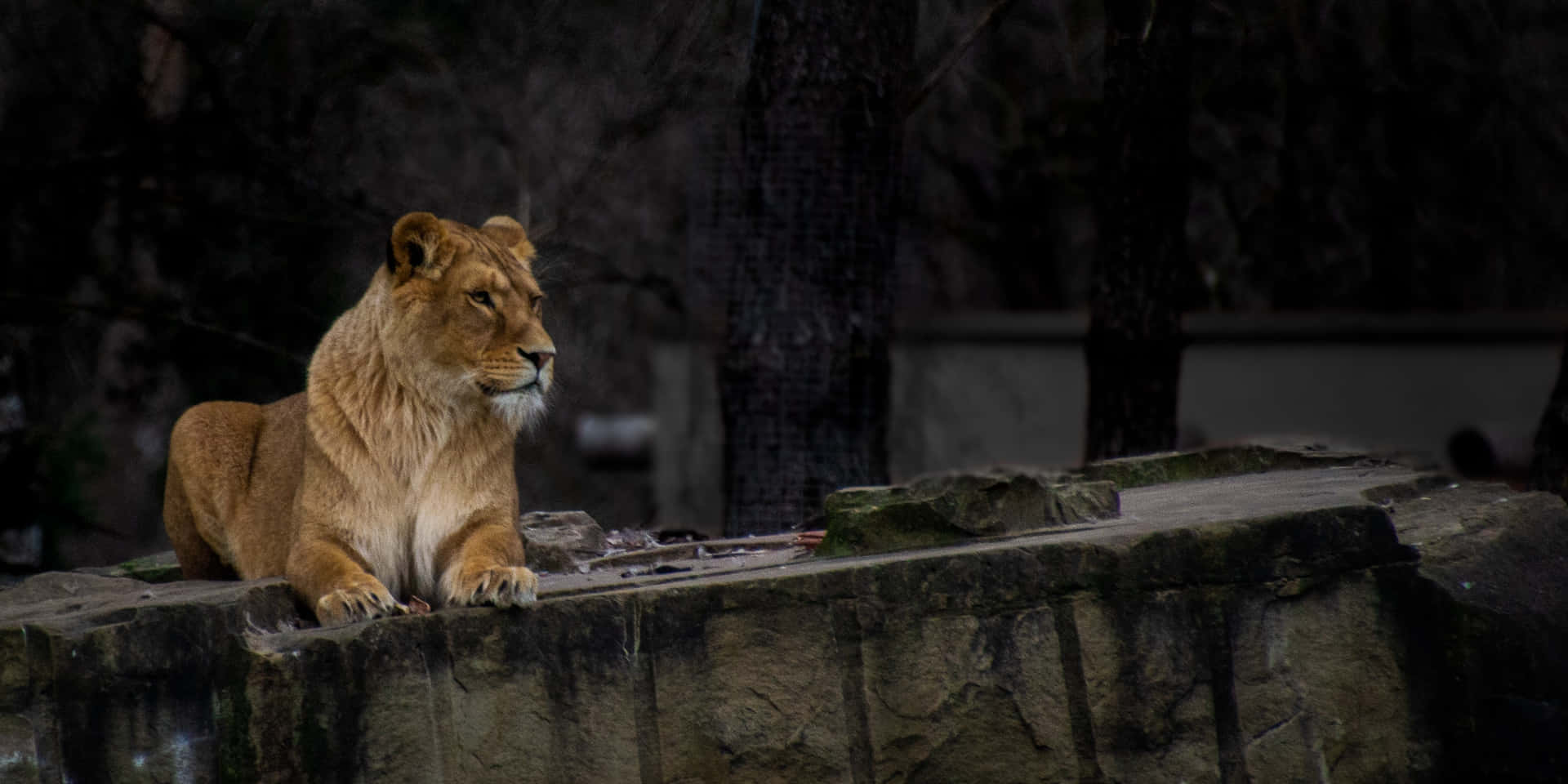 Lioness On A Platform Background