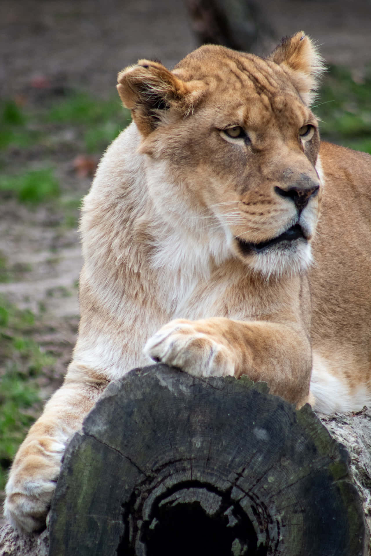 Lioness On An Old Log Background