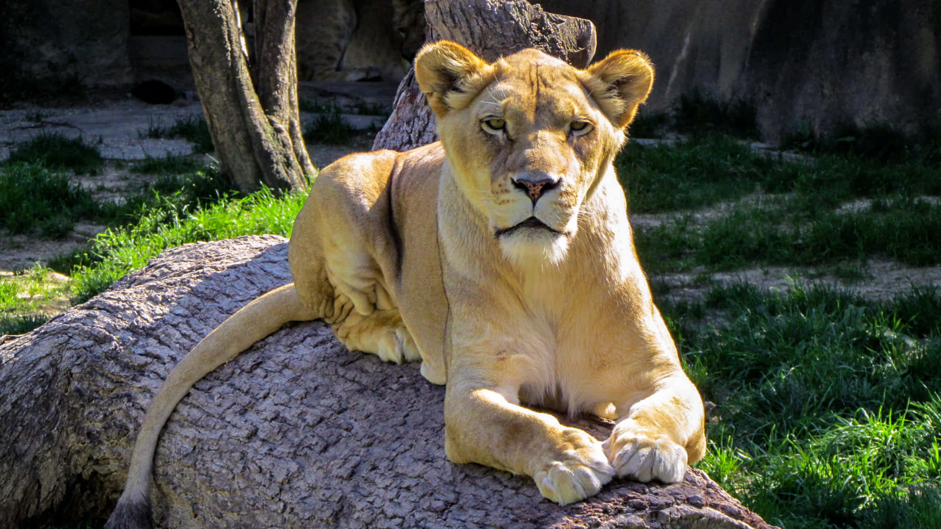 Lioness Regal Pose Background