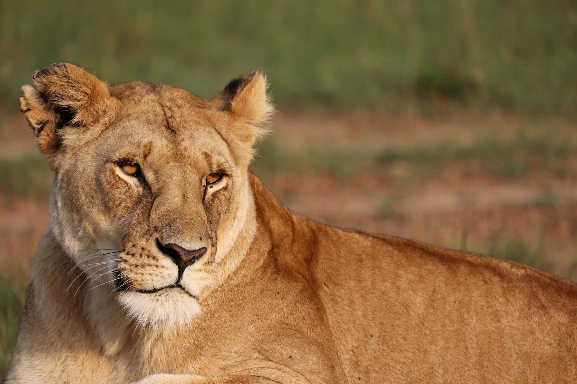 Lioness Relaxing Outdoors Background