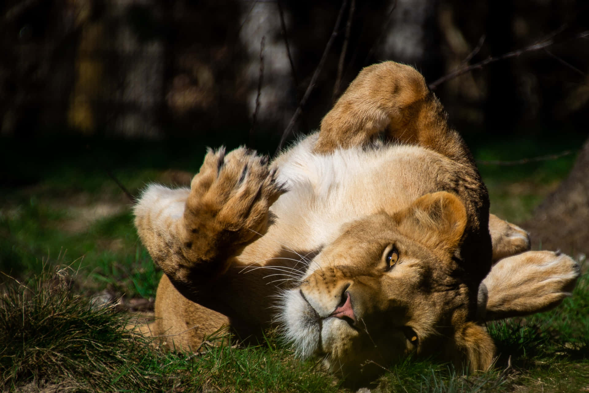 Lioness Rolling Over Background