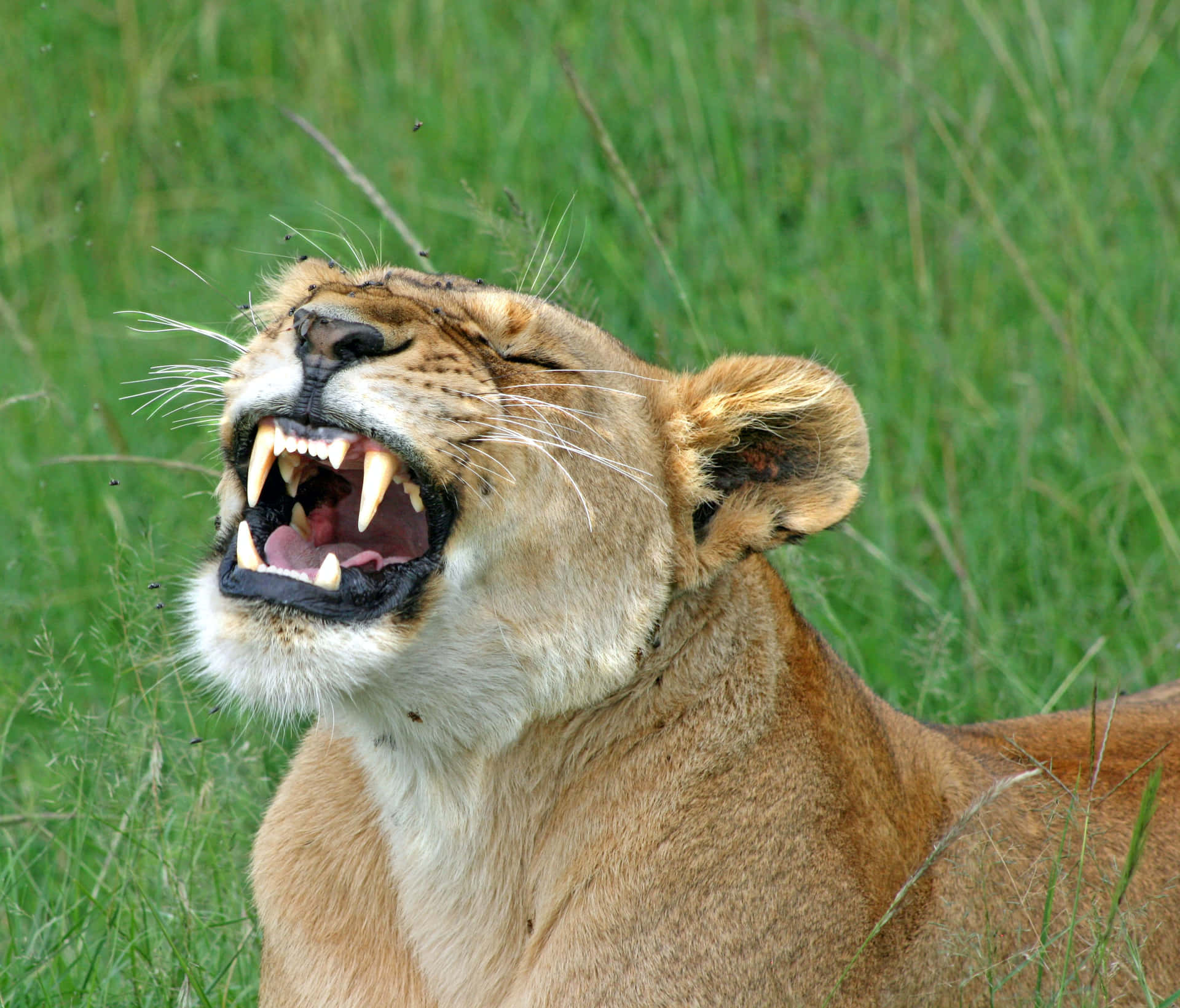 Lioness Sharp Canine Teeth Background