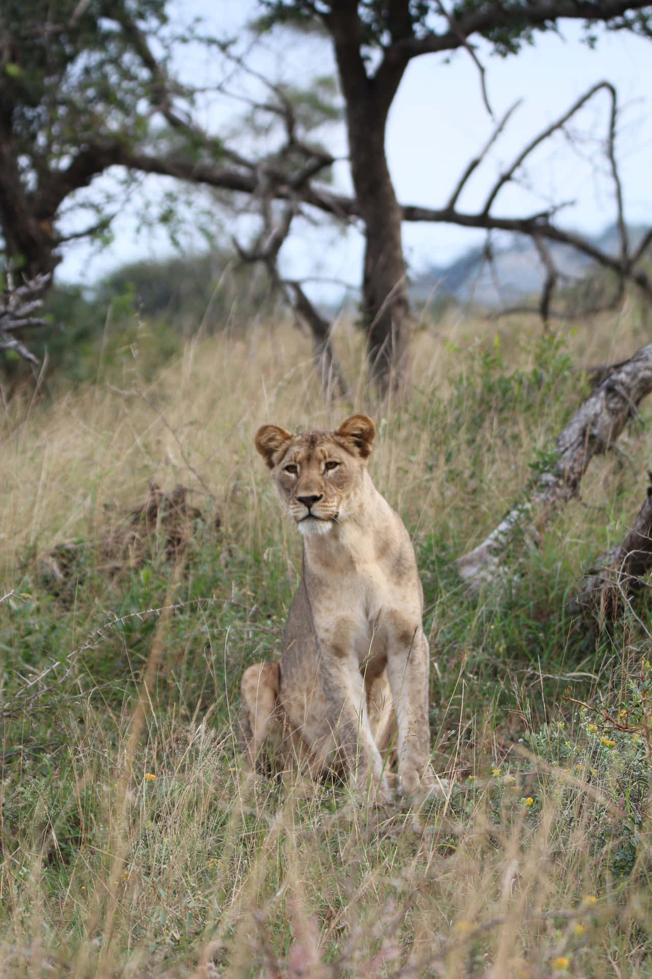 Lioness Sitting In The Wild