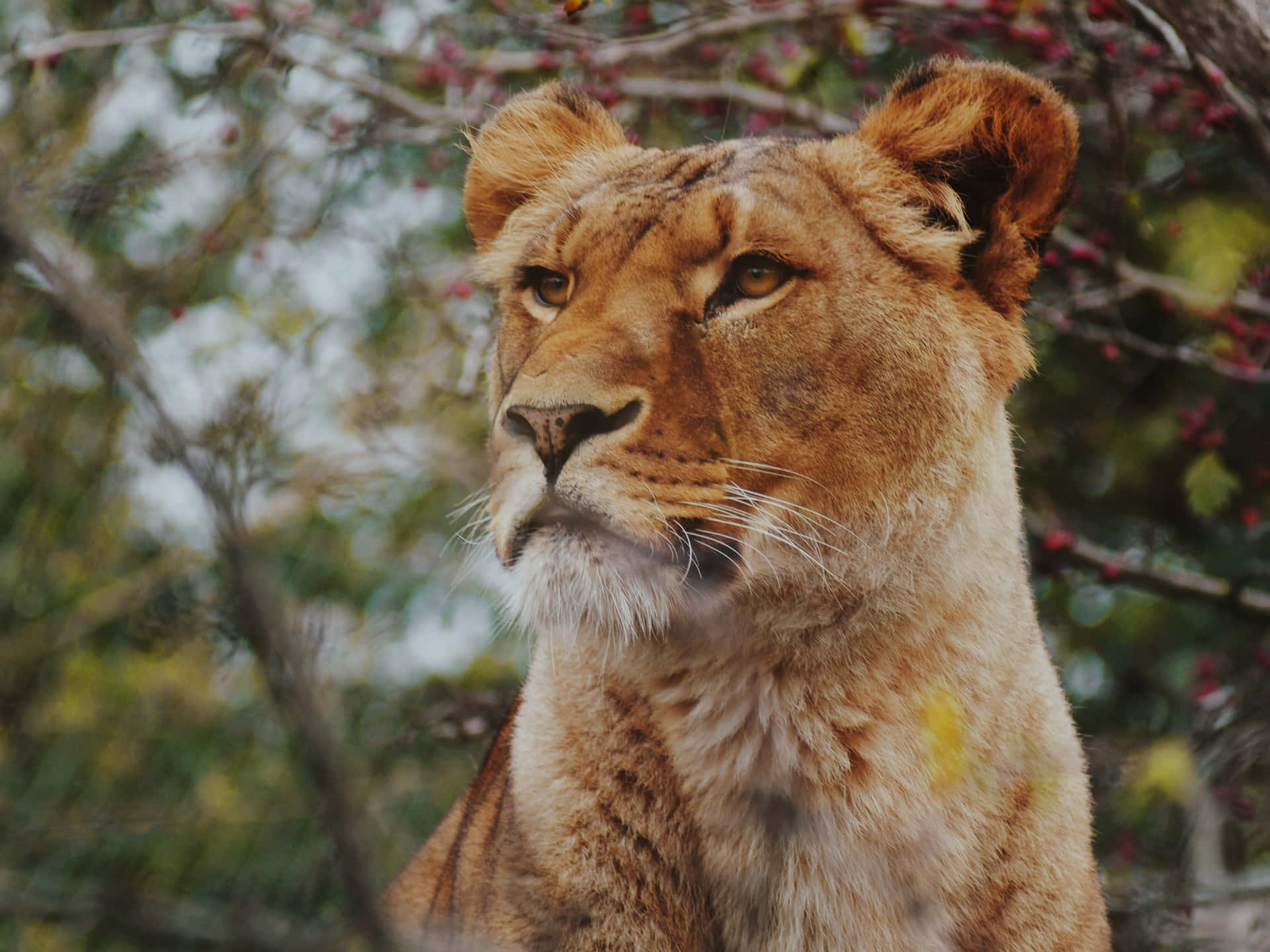 Lioness Up Close Background