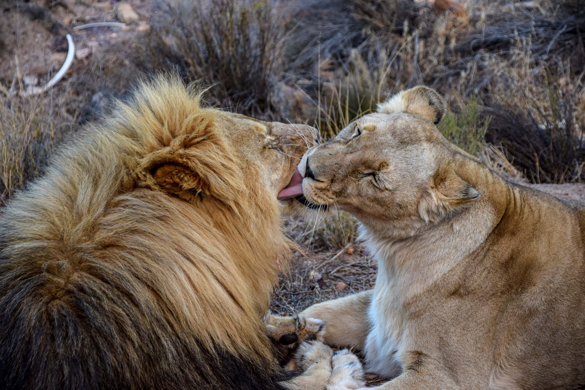 Lioness With A Lion Background