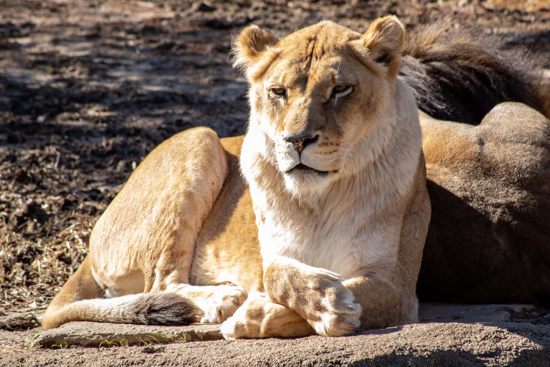 Lioness With A Serious Face Background