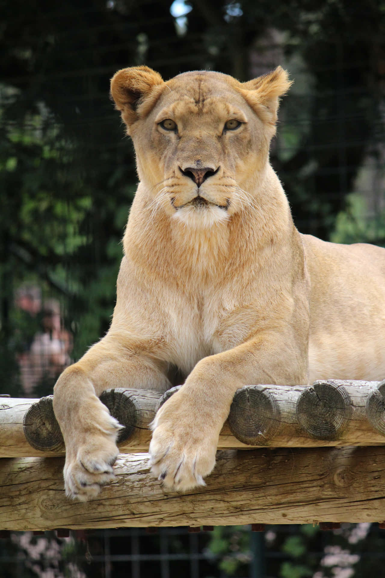 Lioness With Alert Look Background