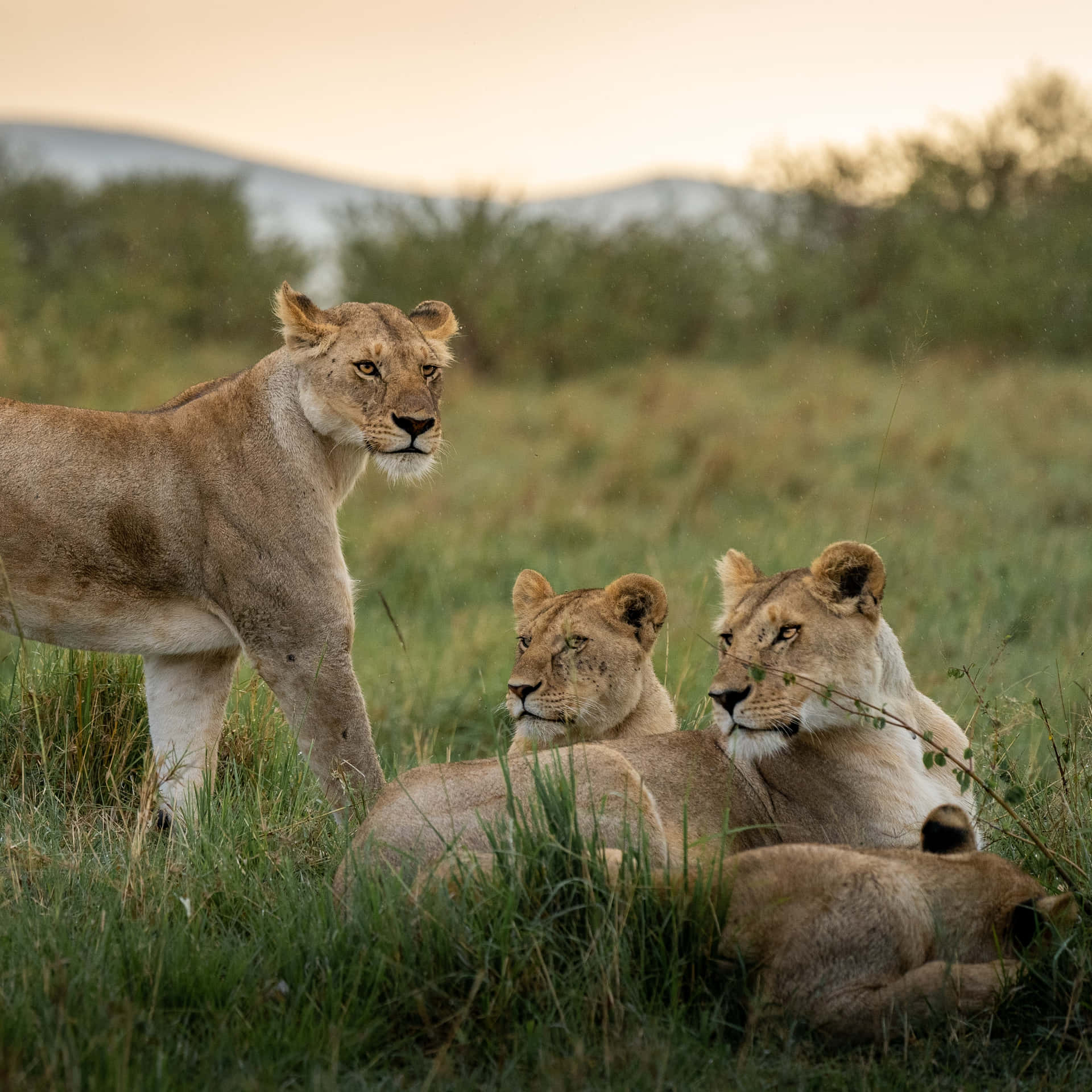 Lioness With Her Babies Background