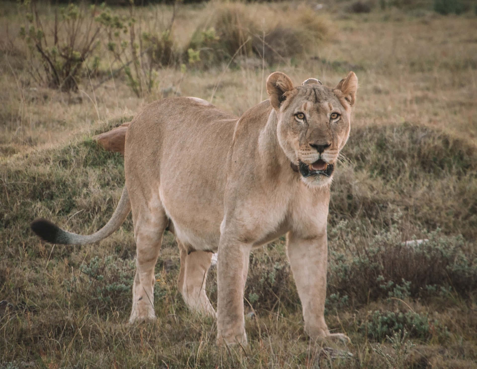 Lioness With Mouth Open Background