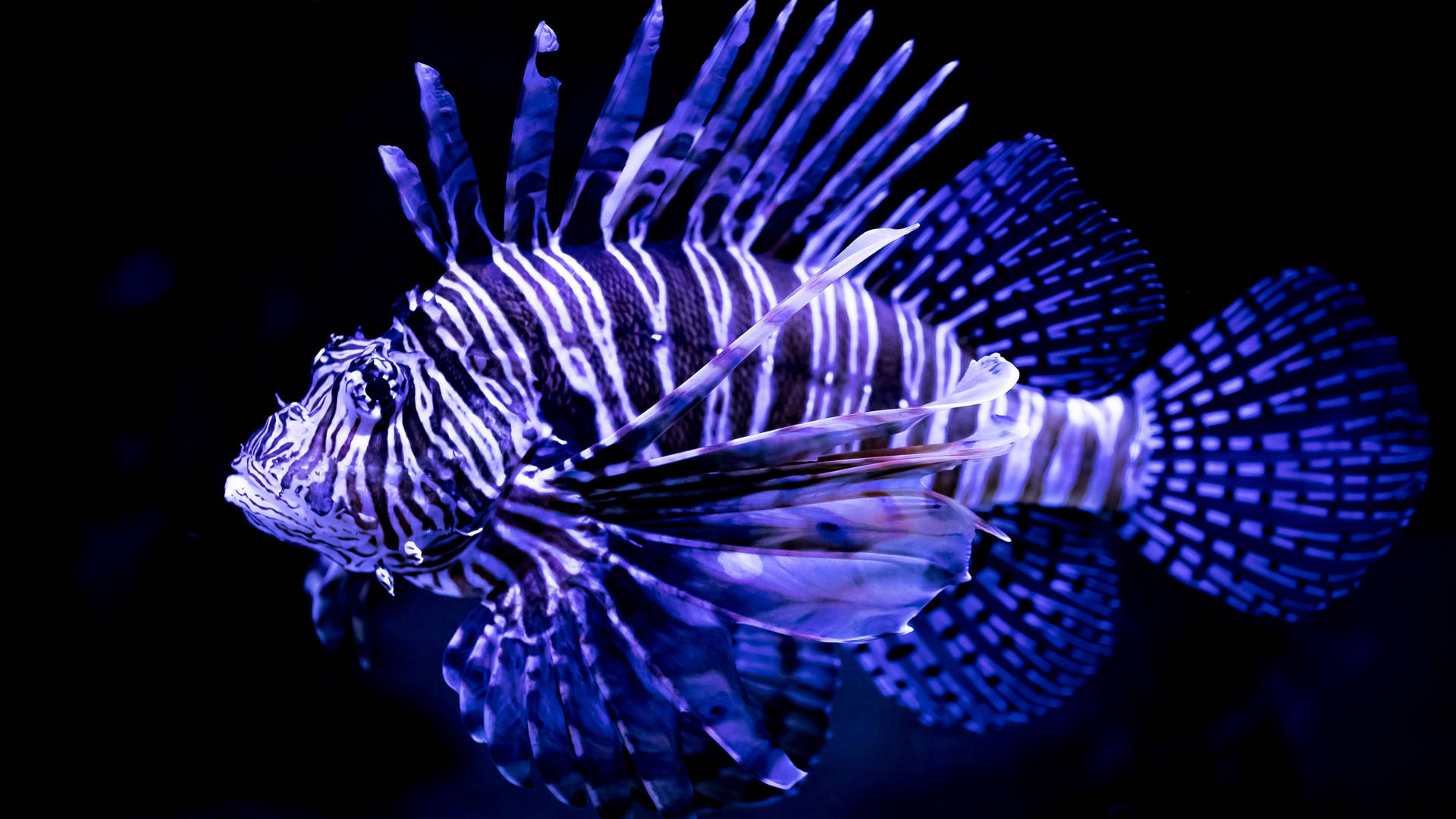 Lionfish Is A Beautiful Fish Background