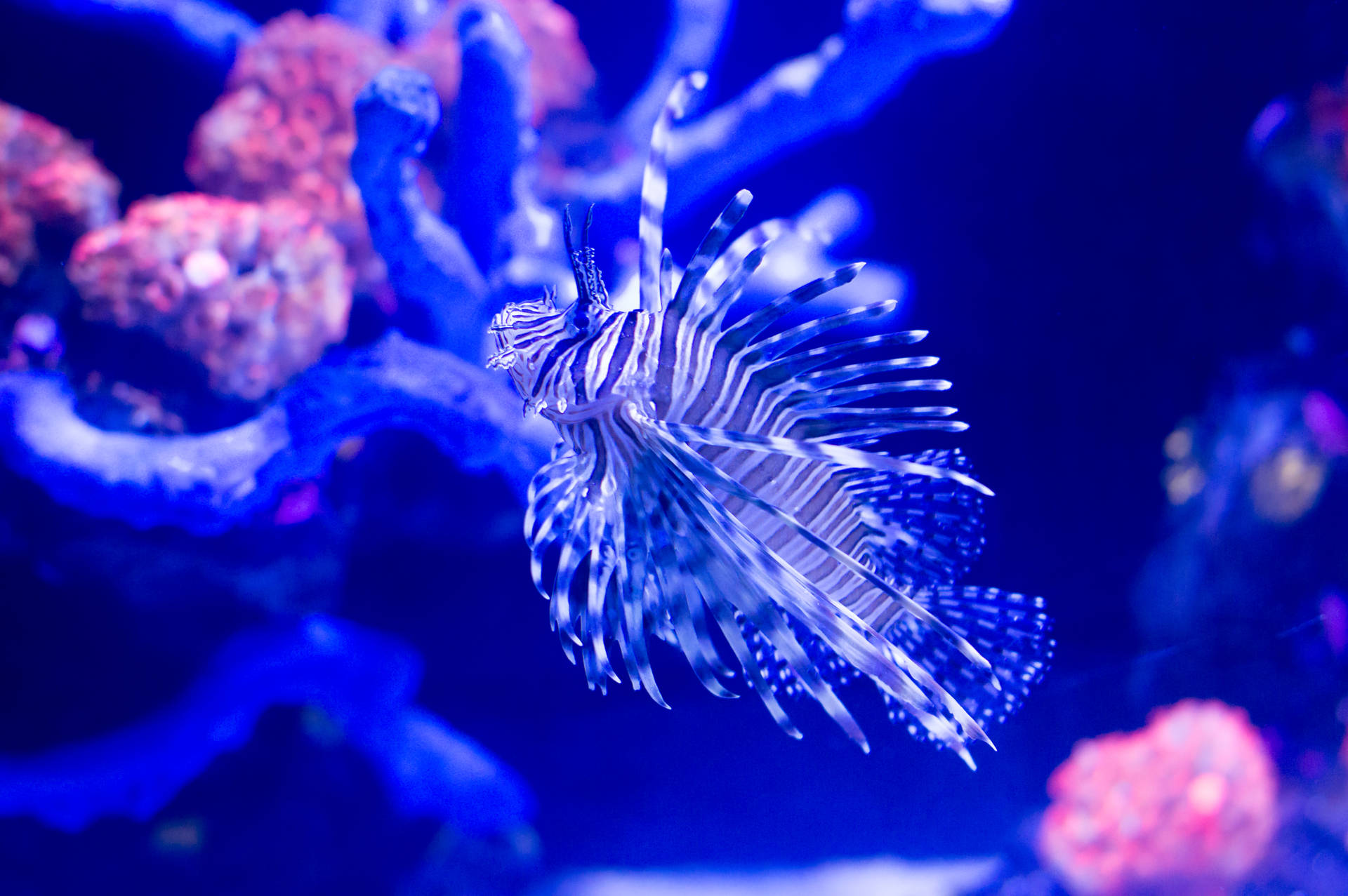 Lionfish Underwater Awesome Animal Background