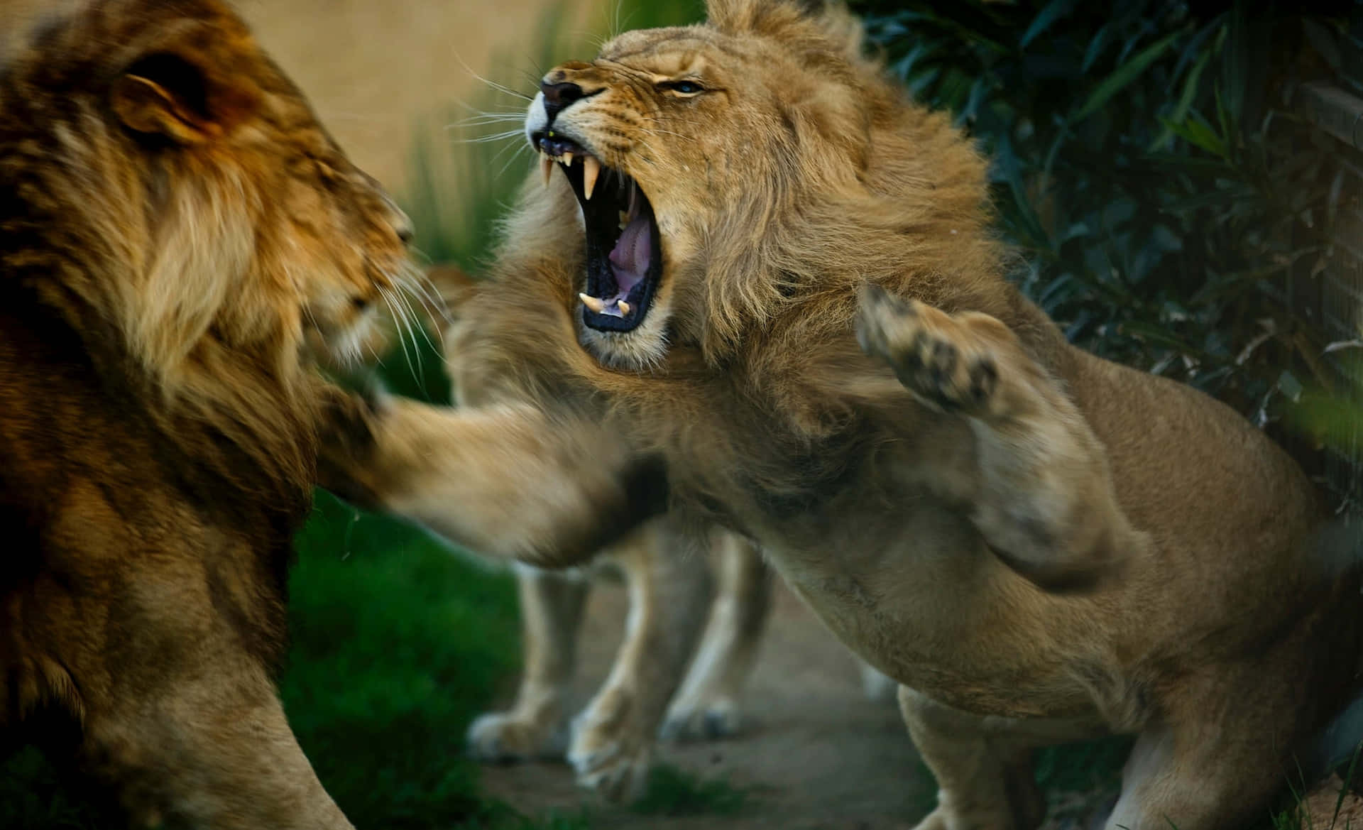 Lions_ Confrontation Background