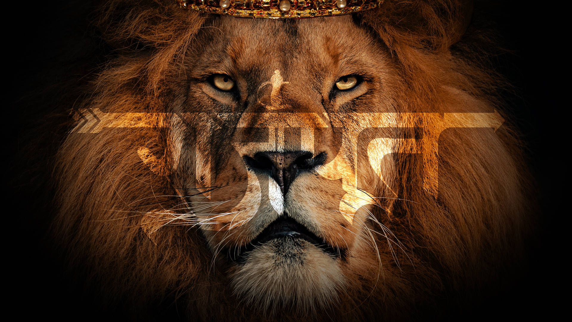 Lion’s Face Rajputana Hd Background