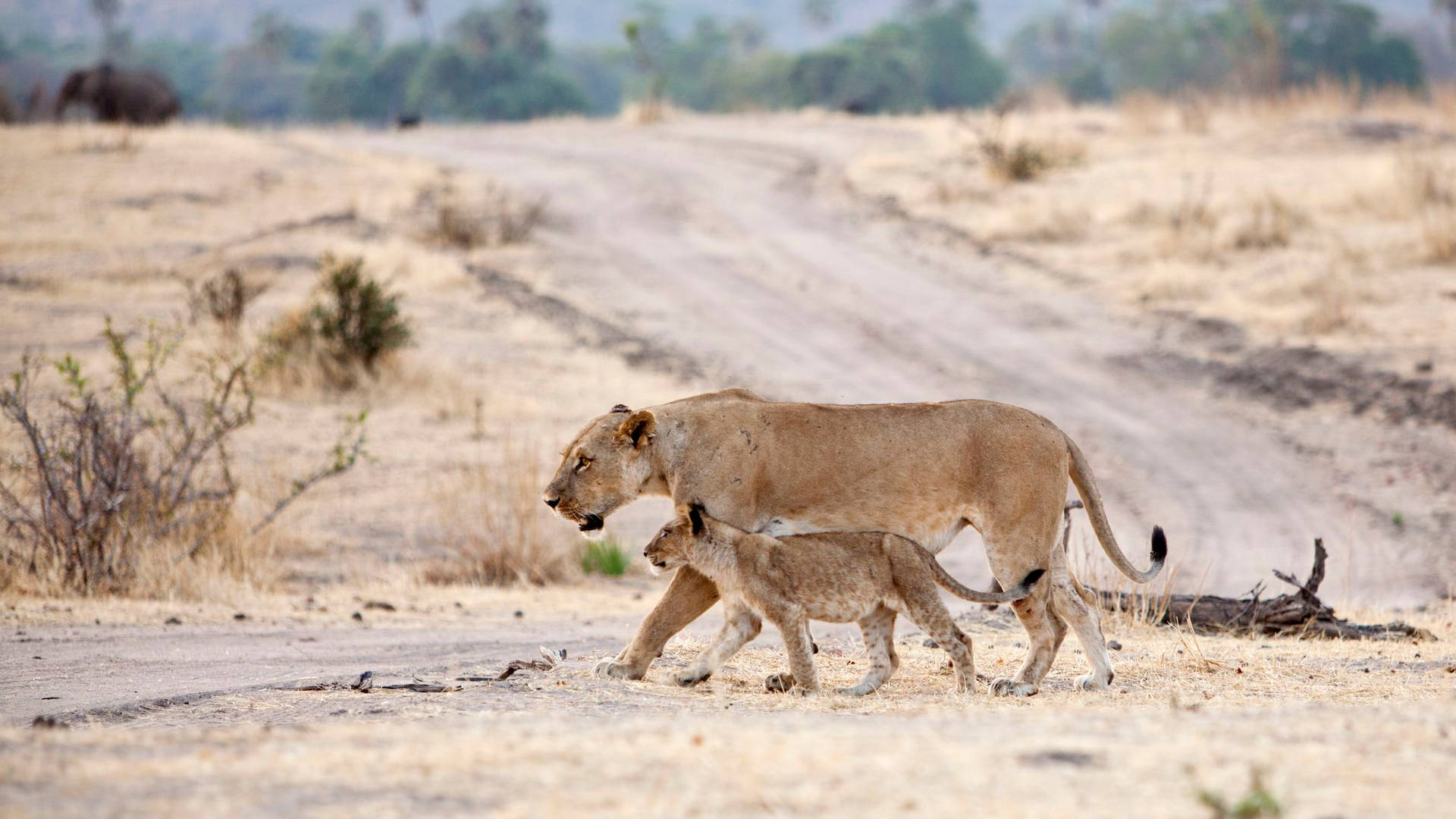 Lions In Ruaha Tanzania Background