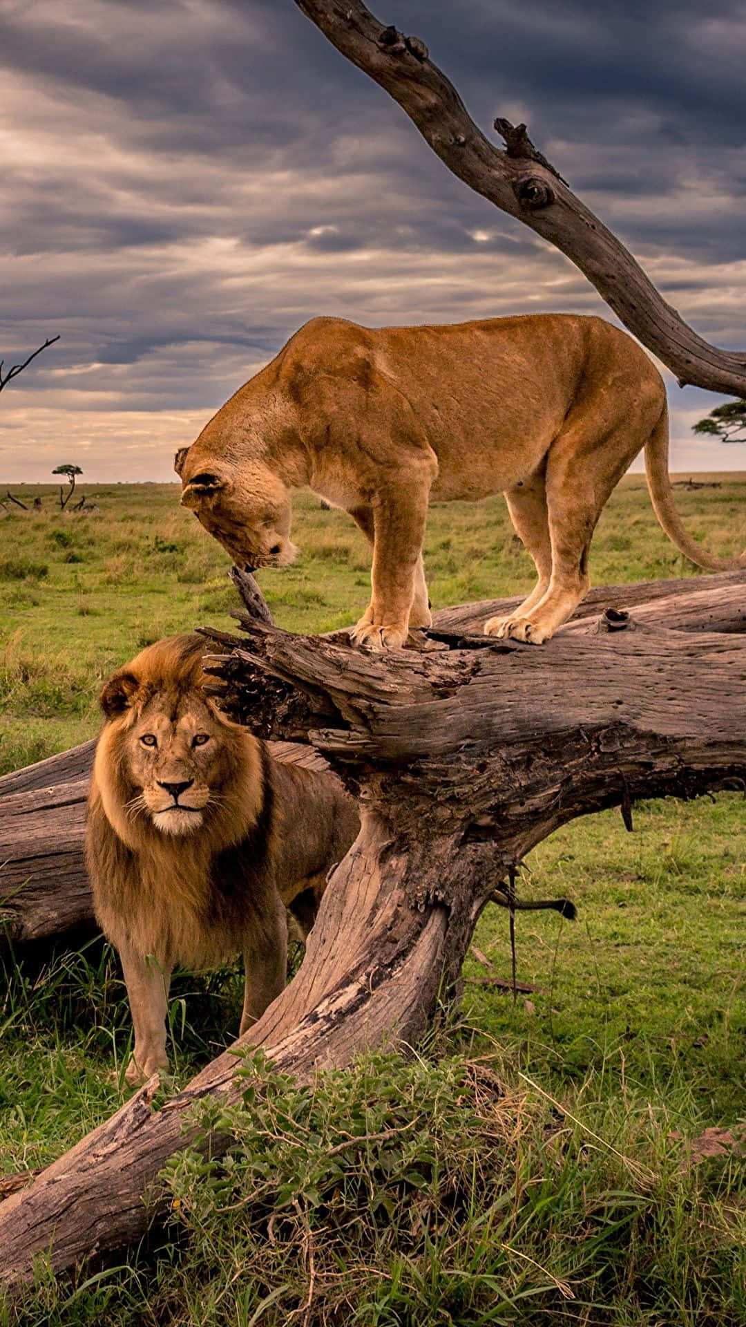 Lions On A Fallen Tree Background
