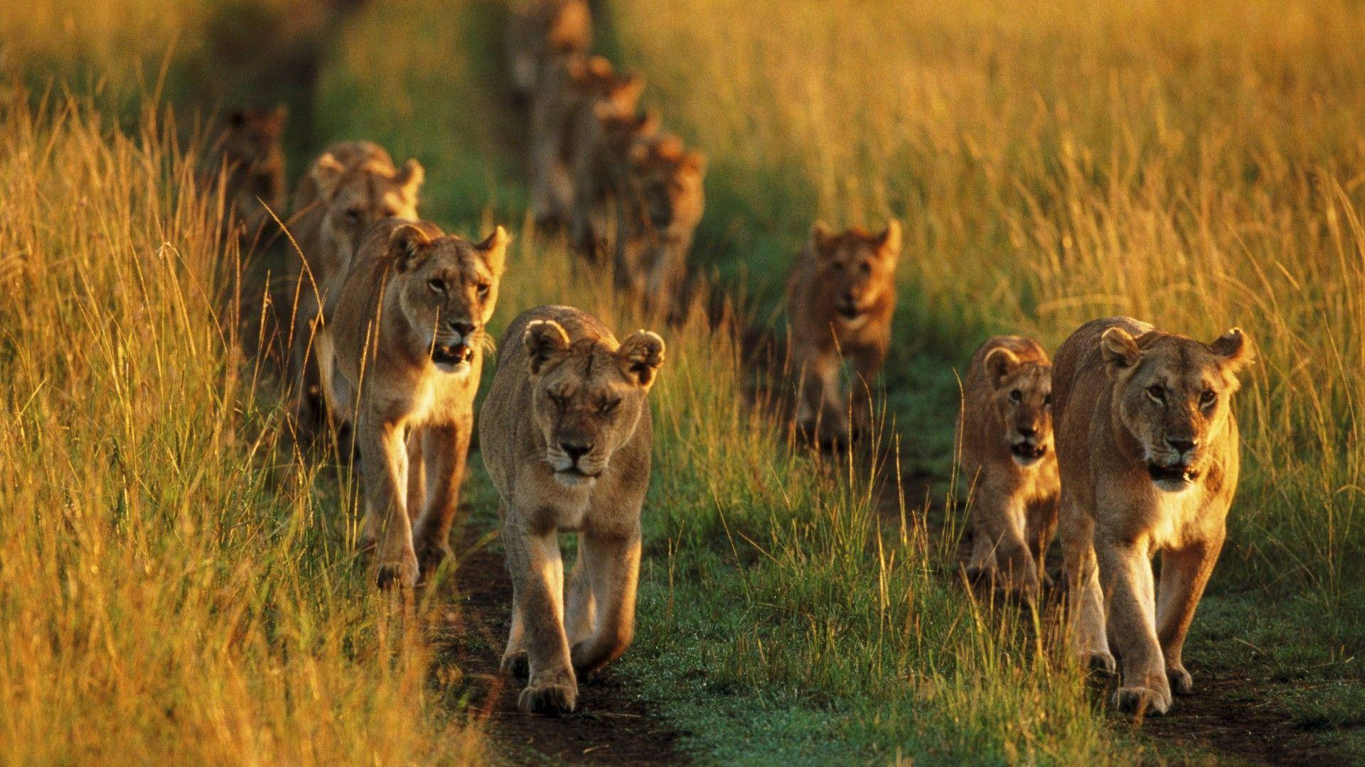 Lions Pack In Kenya Background
