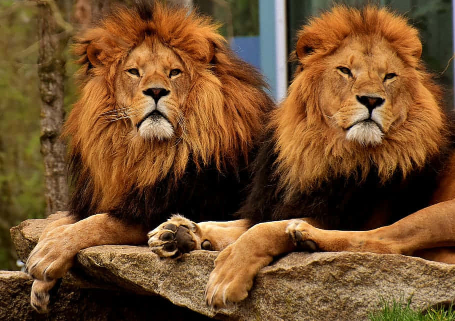 Lions With Fluffy Mane In The Zoo