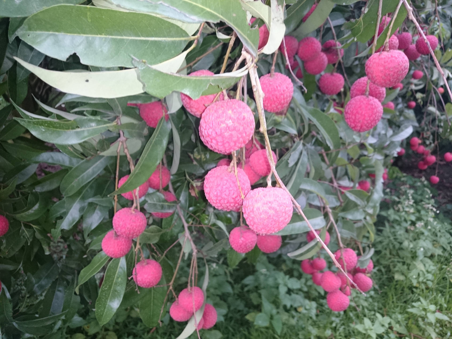 Litchi Fruit Branching Out Background
