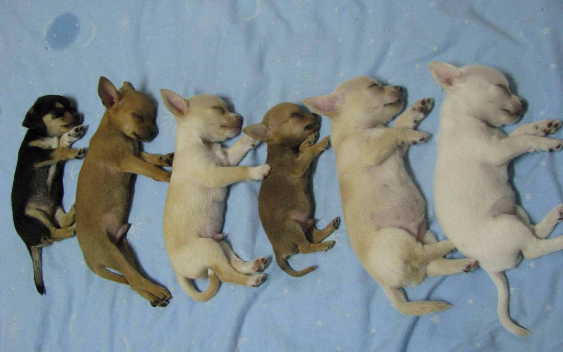 Litter Of Chihuahua Puppies Background