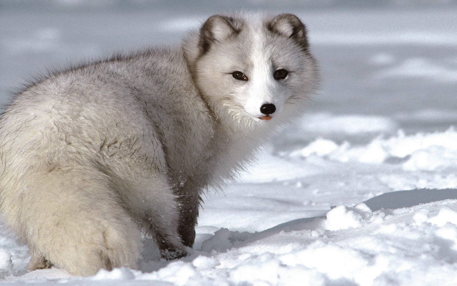 Little Arctic Fox Animal Background