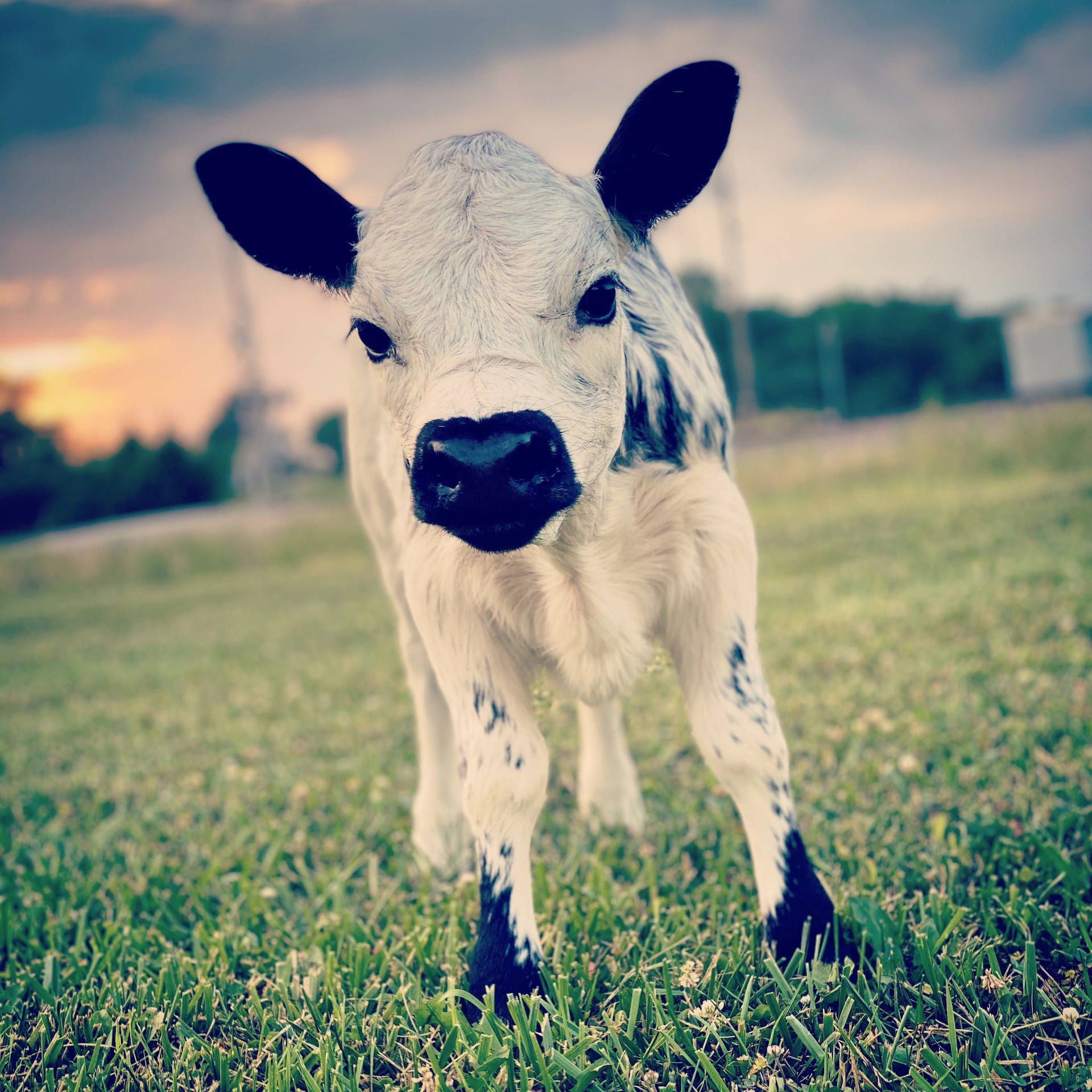 Little Baby British White Cattle Background