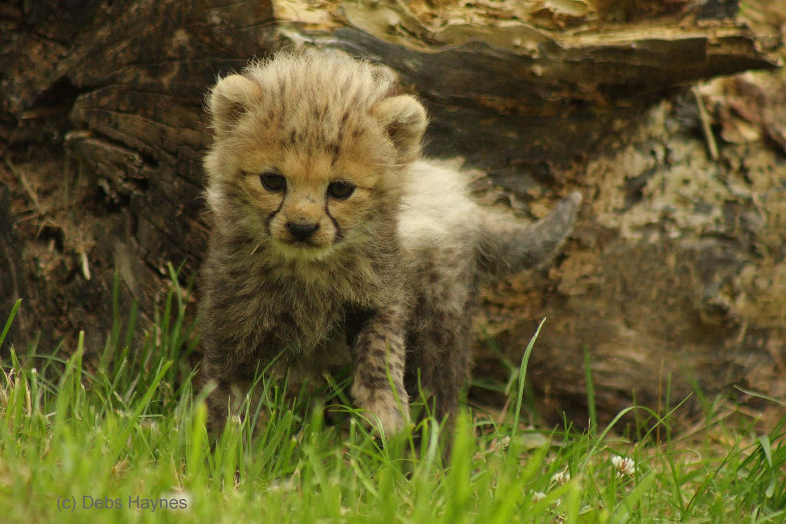 Little Baby Cheetah On The Grass Background
