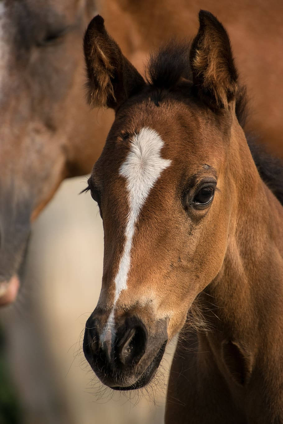 Little Baby Foal Close Up Headshot Background