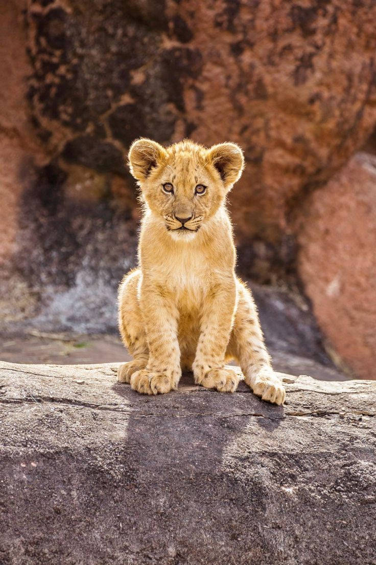 Little Baby Lion Background