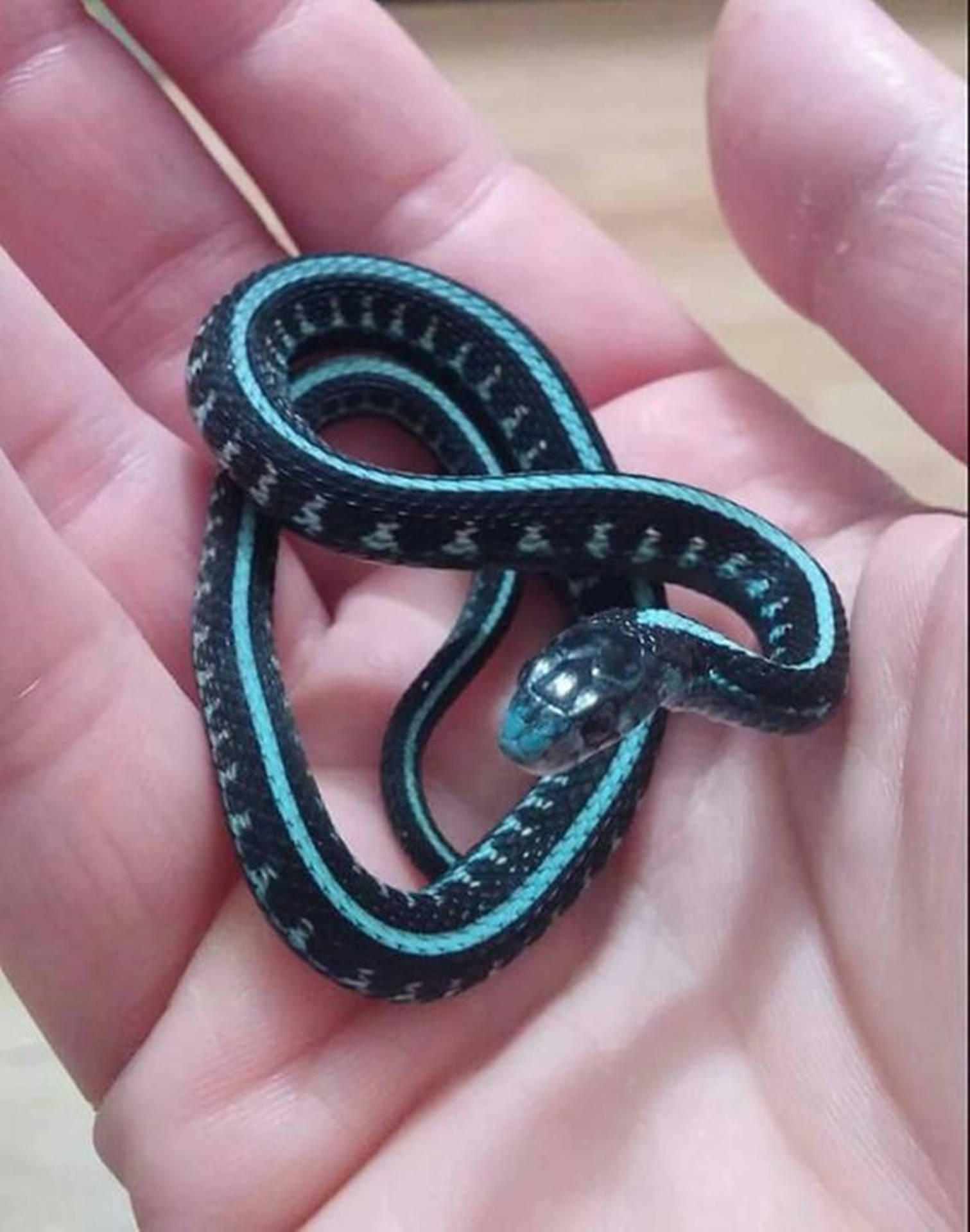 Little Blue-striped Garter Snake