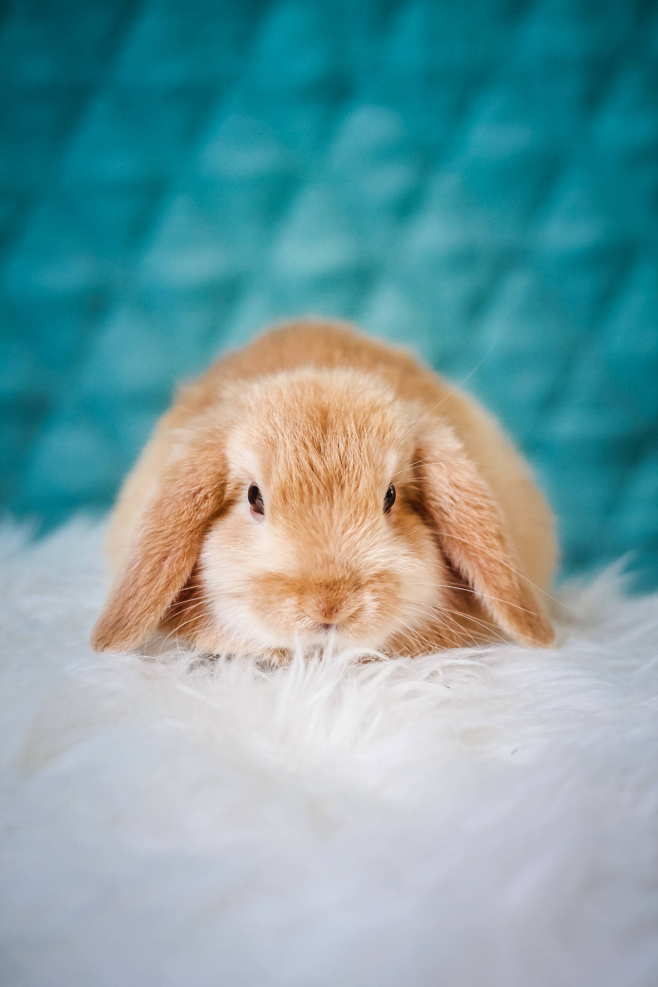 Little Brown Fluffy Rabbit Background