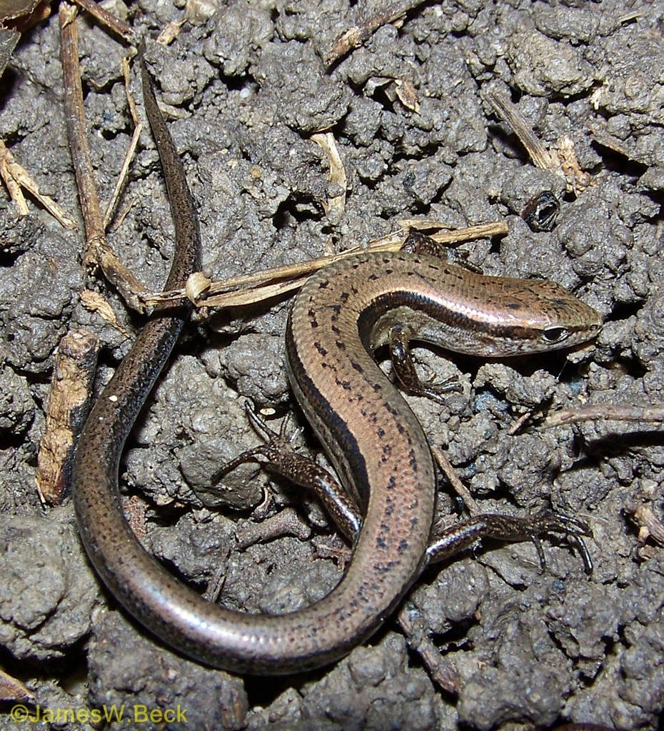 Little Brown Ground Skink Alabama