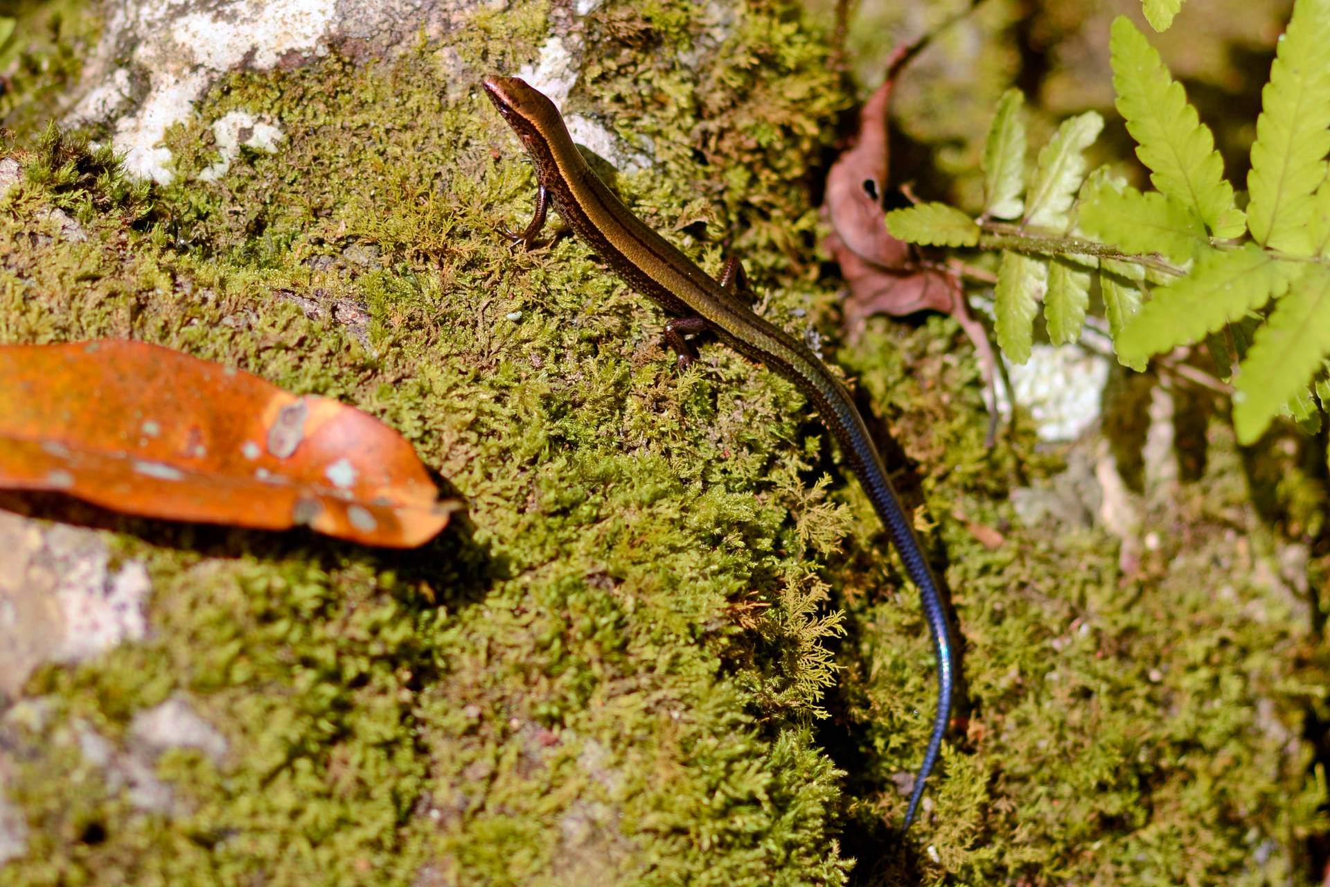 Little Brown Ground Skink Moss Background