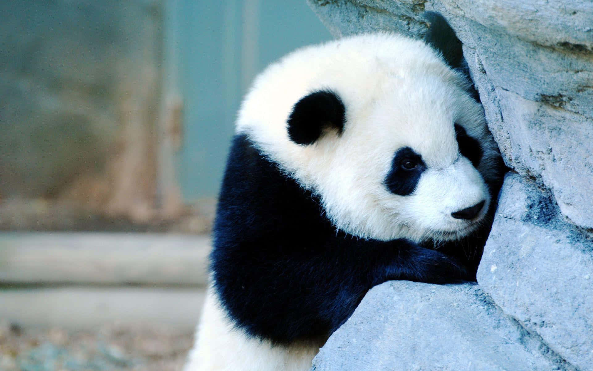 Little Charming Panda Laptop Background