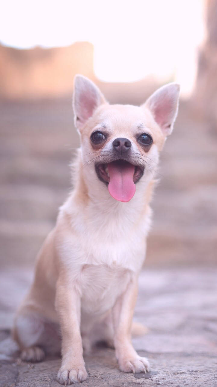 Little Chihuahua Breed Background